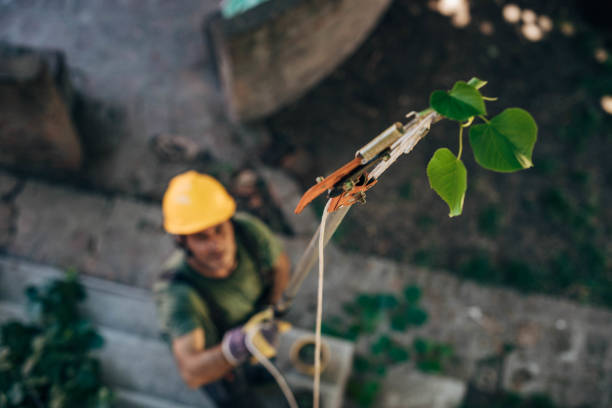 Best Commercial Tree Services  in Lantana, TX