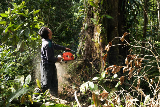 Best Emergency Tree Removal  in Lantana, TX