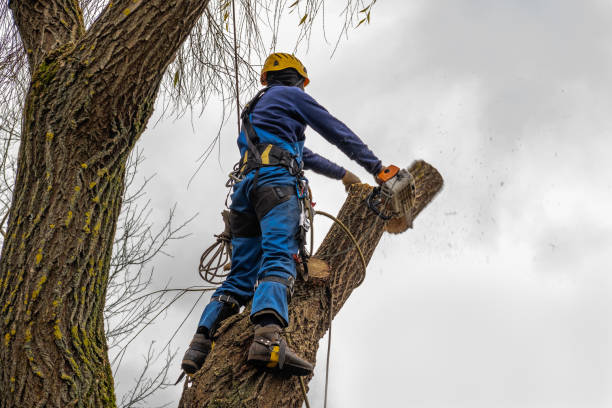  Lantana, TX Tree Removal Pros