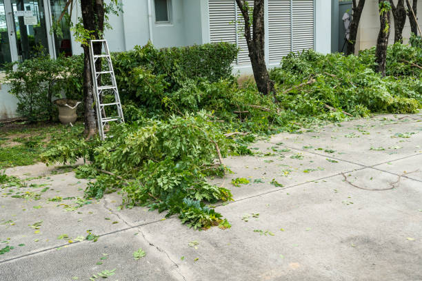 How Our Tree Care Process Works  in  Lantana, TX