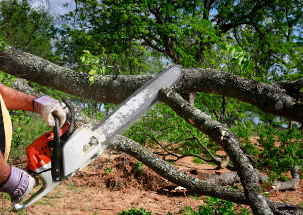 Best Palm Tree Trimming  in Lantana, TX